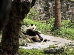 -都江堰中华大熊猫苑
