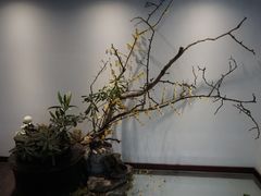 -乐领拈花溪·林涧食韵