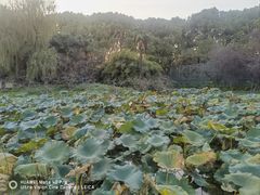 -上海共青森林公园