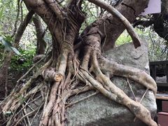 -七仙岭温泉国家森林公园