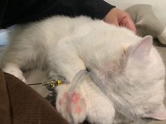 -猫腻·猫咖·撸猫馆(星光大道店)