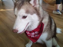 -Husky Go! 哈士奇体验馆·宠物咖啡厅狗咖