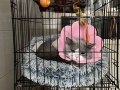 -宠爱国际动物医院·消化内科·心肾内科·ISFM猫友好(望京店)
