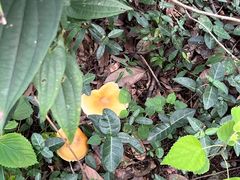 -杭州半山国家森林公园