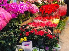 -双季花艺园艺市场(浦东店)
