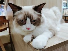 -藏猫猫咖啡主题馆(中央大道店)