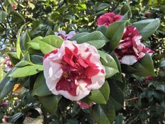 -深圳国际园林花卉博览园