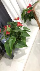 -悟空祛痘·诺奖技术专业店