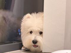 -瑞鹏瑞爱宠物医院·全科·猫科·血液透析中心(龙头寺店)