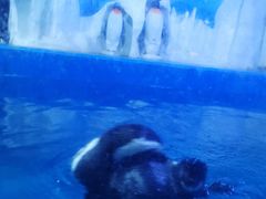 -多彩贵州城极地海洋世界