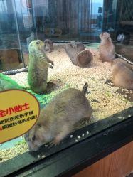 -未来动物城主题公园(正弘城店)