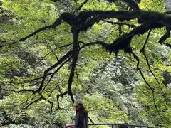 -龙苍沟森林公园