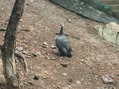 -燕塞湖鸟语林景区