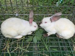 -武汉世外桃源农庄