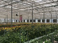 -上海鲜花港