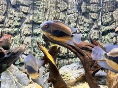 -上海海洋水族馆