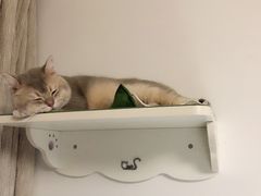 -东方名猫馆·英短金渐层布偶猫舍(环线广场1号楼店)