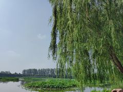 -荷花大观园