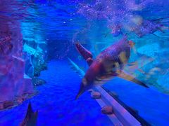 -芜湖新华联大白鲸海洋公园