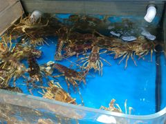-金海湾海鲜总店