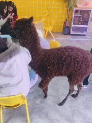 -神奇动物撸宠馆·羊驼·小浣熊·异宠(豫园店)