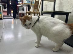 -小陈方酥锅盔(古城总店)