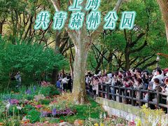 -上海共青森林公园