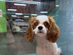 -FAELING PETS美天灵宠物(合生汇店)