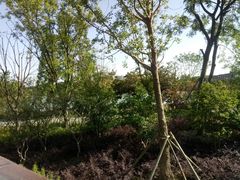 -昆山城市生态森林公园