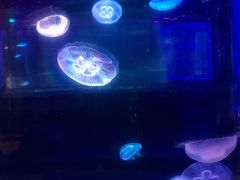 -锦艺城海洋馆