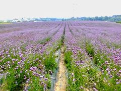 -紫颐香薰山谷景区