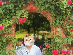 -都江堰玫瑰花溪谷