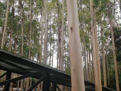 -桉树林A coffee 森林餐厅(三圣乡店)