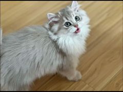 -猫十亿·布偶金渐层·曼基康矮脚猫舍(青年路店)