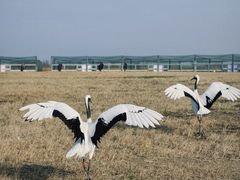 -盐城丹顶鹤湿地生态旅游区