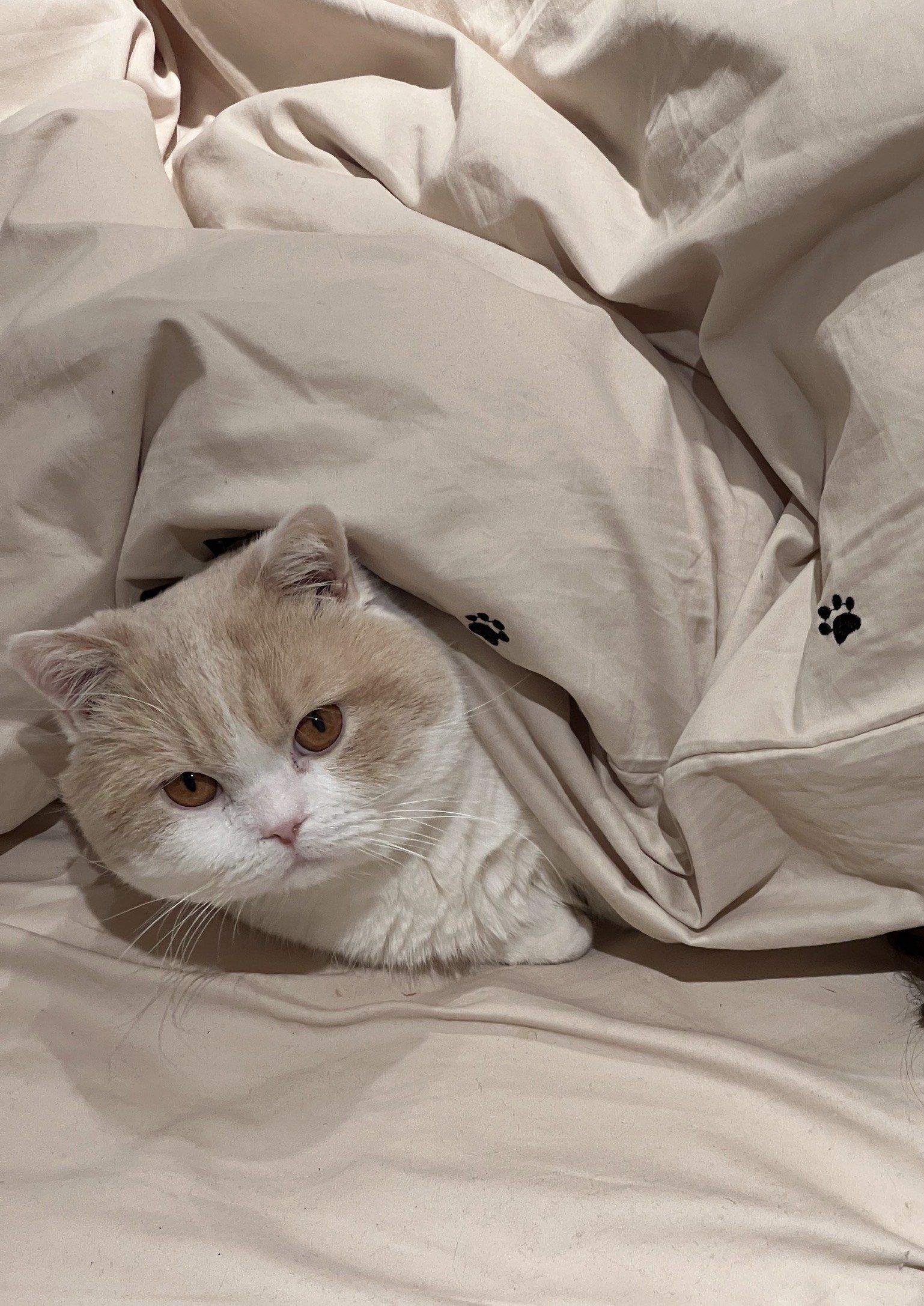 冬天钻被窝的小猫咪