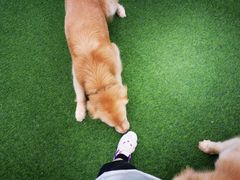 -汪说喵讲宠物乐园宠物酒店(红星美凯龙店)