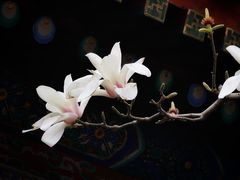 -颐和园
