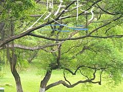 -番禺大夫山森林公园