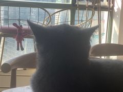 -泰国佛·塔罗·泰牌狐仙古曼