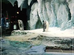 -帝企鹅自助餐厅•儿童岛•真企鹅(长隆企鹅酒店)