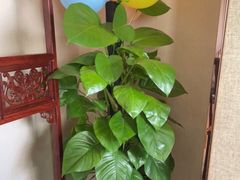 -九龙大酒店·金牌楚菜(武泰闸店)