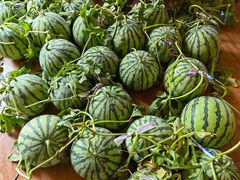 -南汇新场正宗水蜜桃采摘