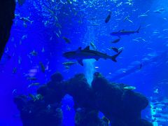 -成都浩海立方海洋公园