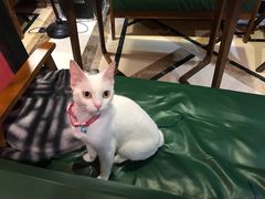 -猫色咖啡·猫咖