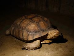 -绿色星球动物主题公园