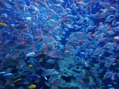 -成都浩海立方海洋公园