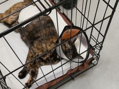 -宠颐生猫科·内科皮肤科(西平世纪城店)