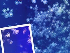 -海合安武汉极地海洋公园