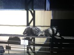 -清迈夜间动物园